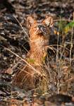 male Dhole3